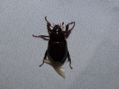 Ancognatha scarabaeoides