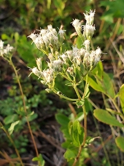 Eupatorium pilosum