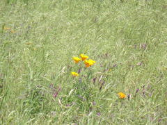 Eschscholzia californica californica