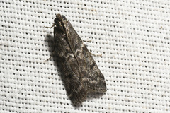 Pyla fusca