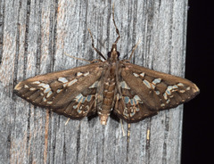 Ischnurges illustralis