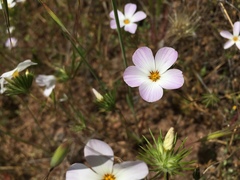 Leptosiphon grandiflorus