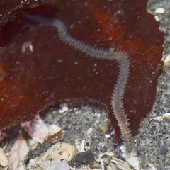 Platynereis bicanaliculata image