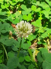 Trifolium repens