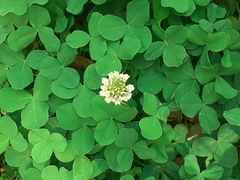 Trifolium repens