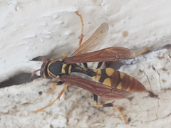 Polistes weyrauchorum