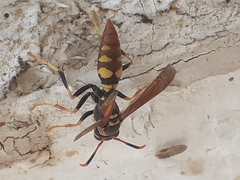 Polistes weyrauchorum