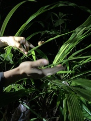 Osteocephalus verruciger