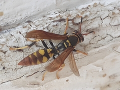 Polistes weyrauchorum