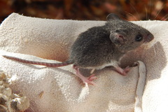 Peromyscus gossypinus