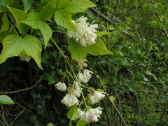 Staphylea colchica