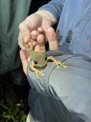 Osteocephalus verruciger