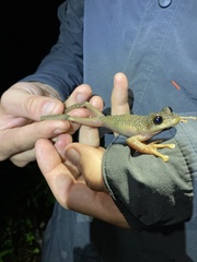 Osteocephalus verruciger