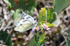 Pontia occidentalis