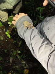 Osteocephalus verruciger