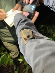 Osteocephalus verruciger