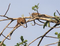 Heliosciurus gambianus