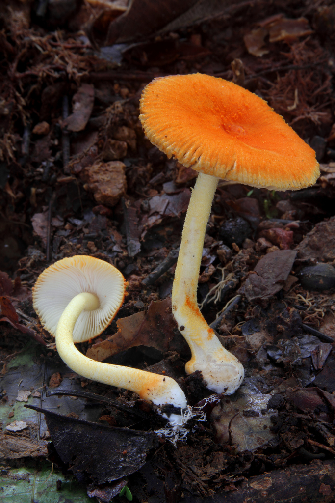 Amanita calochroa