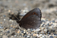Erebia mancinus