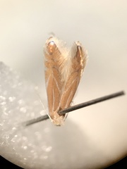 Phyllonorycter basistrigella