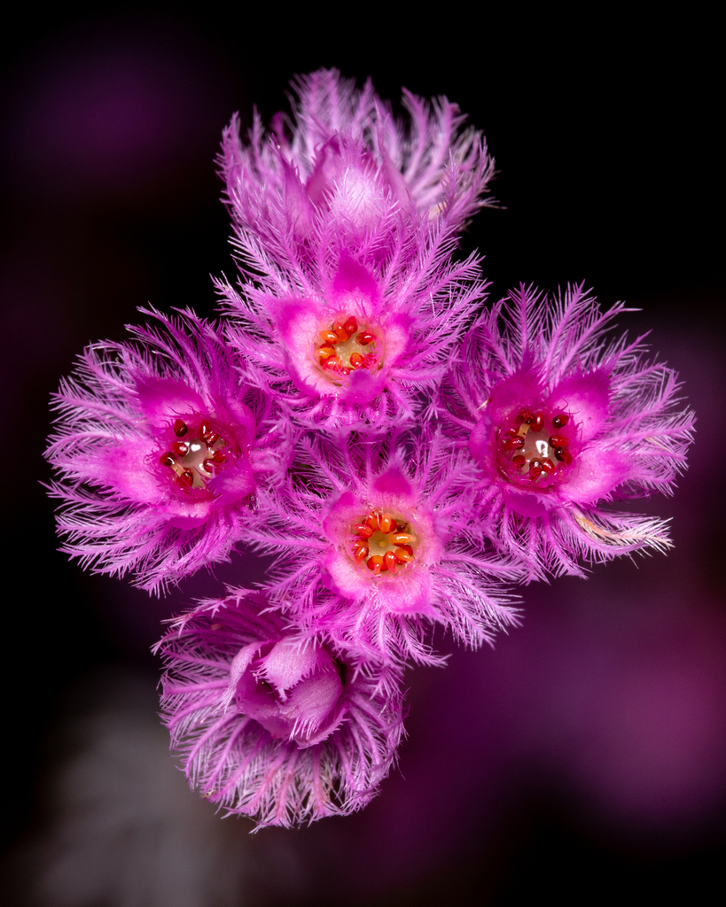 Verticordia