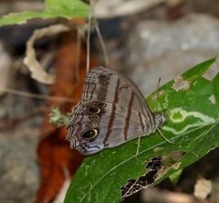 Magneuptychia
