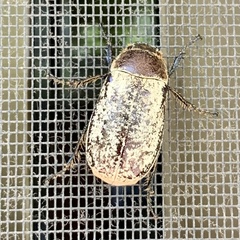 Dermolepida albohirtum