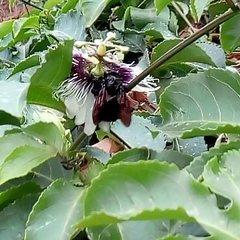 Neoxylocopa
