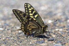 Papilio machaon hudsonianus