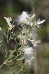Baccharis halimifolia image