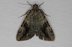 Catocala lineella