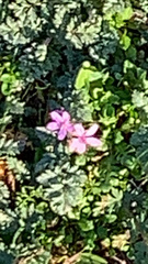 Erodium cicutarium cicutarium