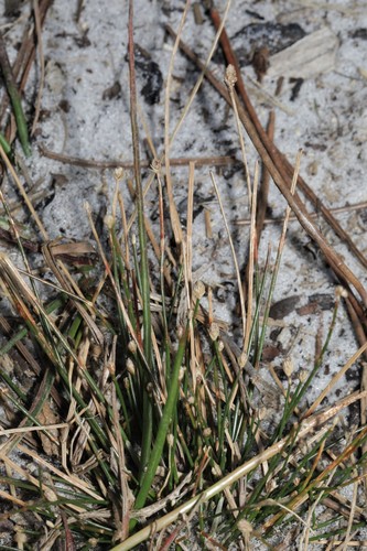Eleocharis image