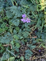 Erodium cicutarium cicutarium