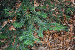 Taxus baccata