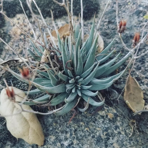 Dudleya abramsii