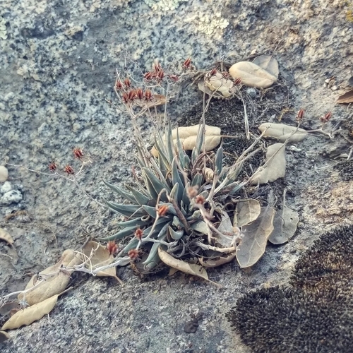 Dudleya abramsii