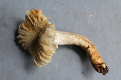 Russula batistae