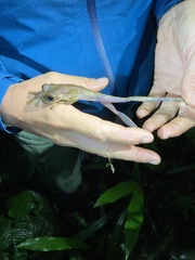 Osteocephalus verruciger