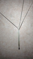 Aristida murina
