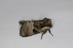Meropleon ambifusca