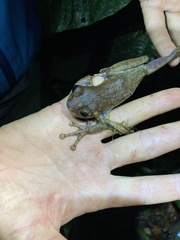 Osteocephalus verruciger