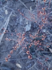 Eriogonum gracile gracile