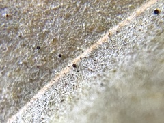 Erysiphe peckii