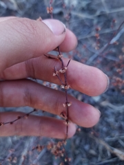 Eriogonum gracile gracile