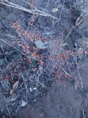 Eriogonum gracile gracile