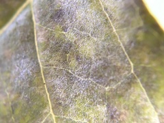 Erysiphe peckii