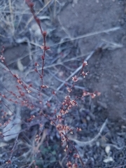 Eriogonum gracile gracile