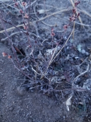 Eriogonum gracile gracile