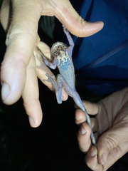 Osteocephalus verruciger